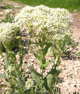 Heart-Podded Hoary Cress 