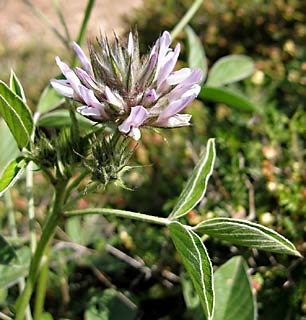 Bitumen Trefoil 