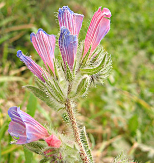 Judean Viper`s-Bugloss 