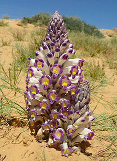 Broomrape 