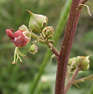 Red-stemmed Figwort 