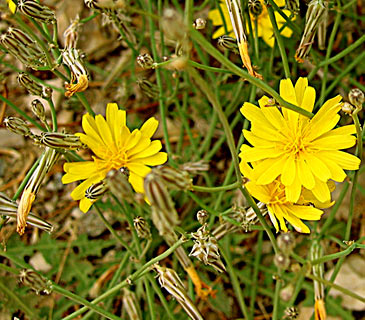 Launaea nudicaulis