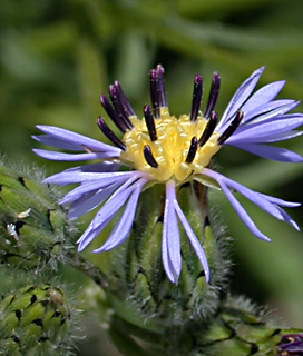 Bicolored Centaury 