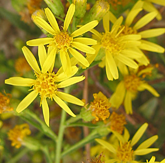 Strong-Smelling Inula, False yellowhead 