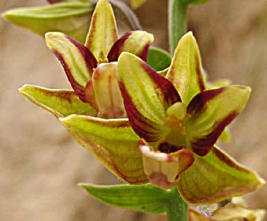 Epipactis Helleborine 