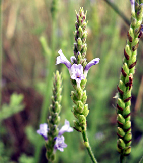 Downy lavender 