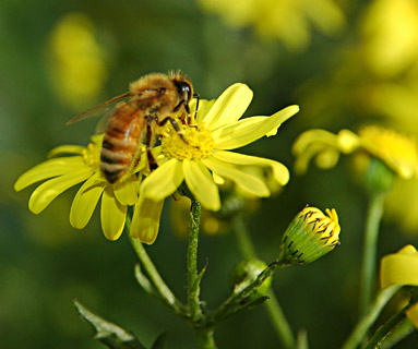 Spring Groundsel 