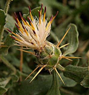 Knapweed, Cornflower 