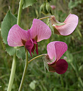 Garden pea, common pea 