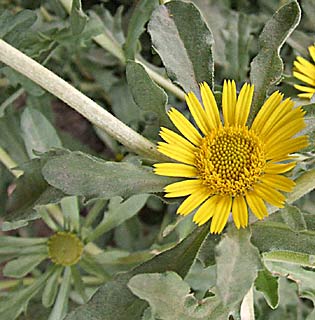 Fragrant Oxeye 