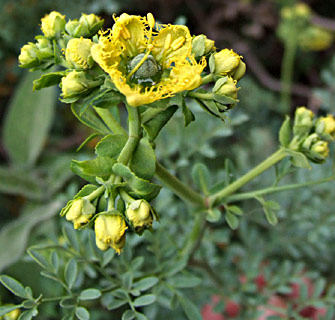 African Rue 