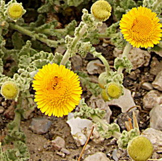 Undulate Fleabane 