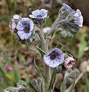 Blue Hound's Tongue 