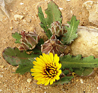 Poppy-Leaved Reichardia 