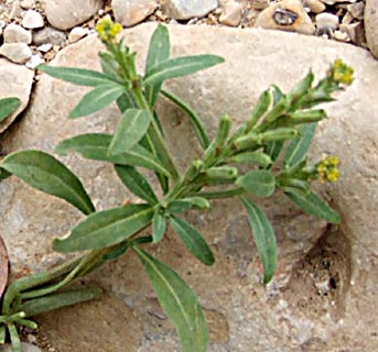 Horned Hedge-mustard 