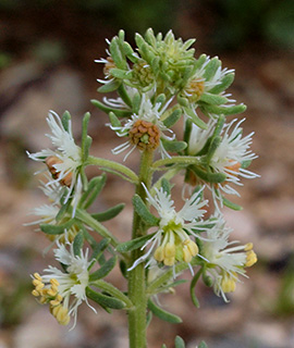 Reseda urnigera