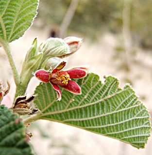 Grewia villosa