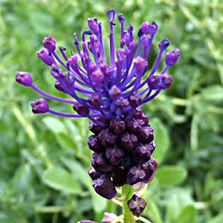 Purple Grape Hyacinth 