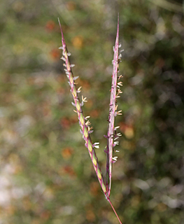 Two-spiked beardgrass 