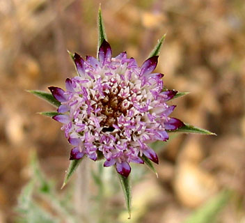Plumed scabious 