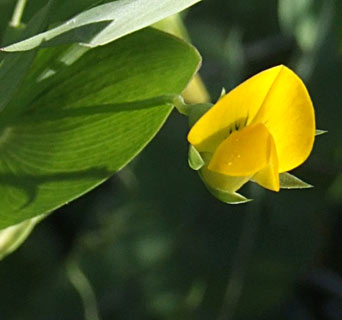 Yellow Vetchling 