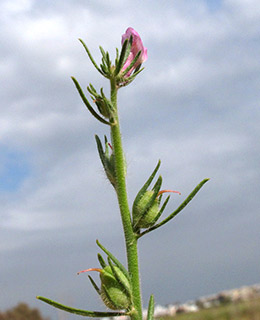 Small Snapdragon 