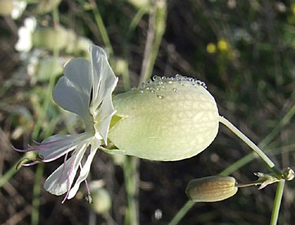 White Bladder Campion 