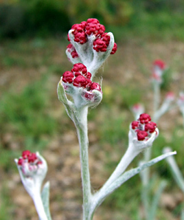 Red Everlasting, Red cudweed 