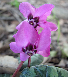 Round-Leaved Cyclamen 