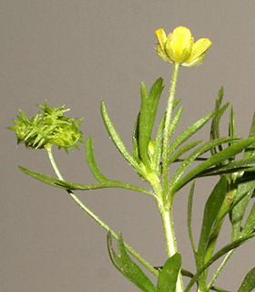 Corn crowfoot, Corn buttercup 