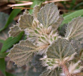 Nettle Desert 