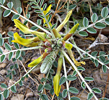 Beer Sheva milk-vetch 