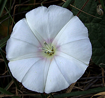 Convolvulus betonicifolius