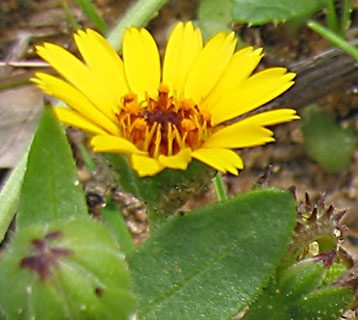 Field Marigold 