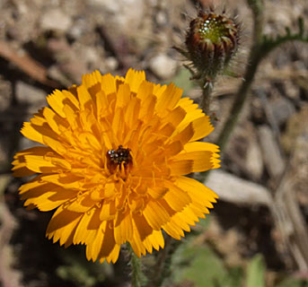 Oxtongue  