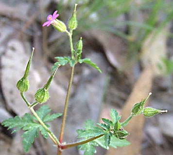 Purple Crane's-bill 