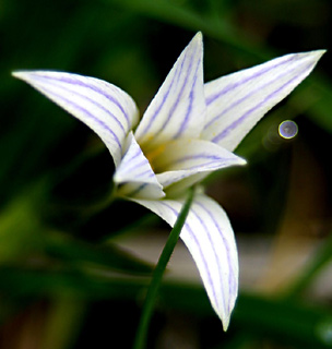 Crocus-leaved romulea 