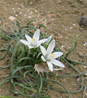 Fine-Leaved Star-of-Bethlehem 