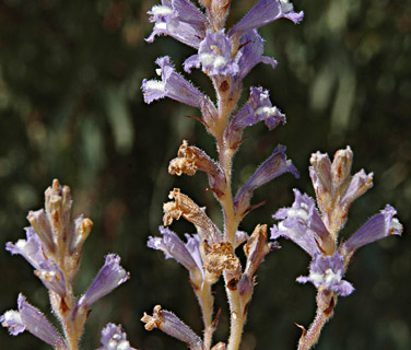 Egyptian broomrape  