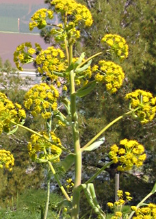 Common Giant Fennel 