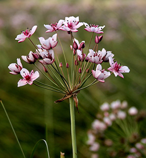 Butomus umbellatus