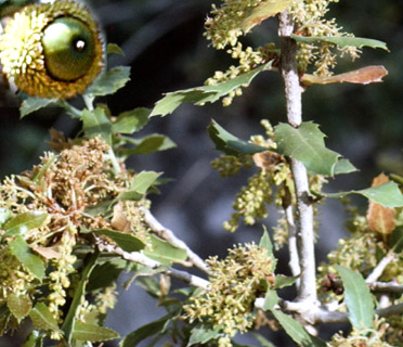 Palestine Oak 