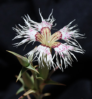 Pink, Lebanese Carnation 