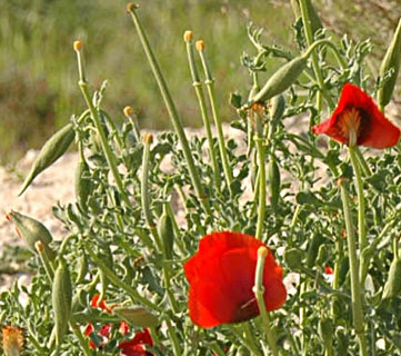 Red-horned Poppy 