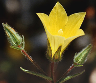 Campanula sulphurea