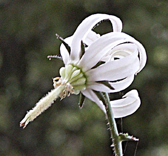 Rough-leaved Michauxia 