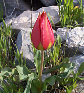 Sun's-eye Tulip 