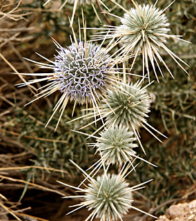 Blanche Globe-thistle 