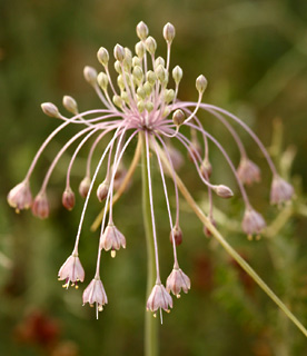 Long-stamened Garlic 