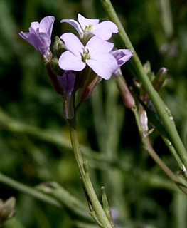 Erucaria hispanica